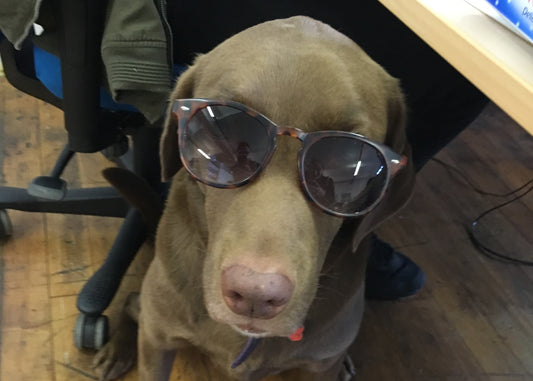 Is your workplace pet friendly?